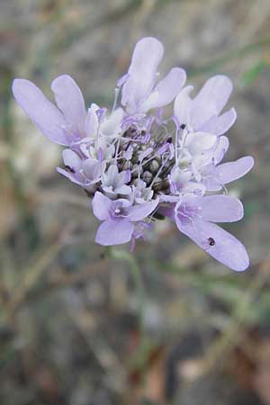 Scabiosa atropurpurea \ Samt-Skabiose / Sweet Scabious, GR Parnitha 1.9.2014