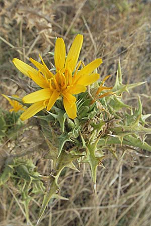 Scolymus hispanicus / Common Golden Thistle, GR Igoumenitsa 24.8.2007