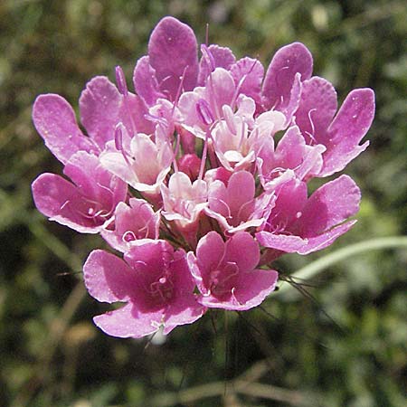 Scabiosa tenuis \ Zarte Skabiose / Tender Scabious, GR Joannina 26.8.2007