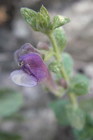 Scutellaria rupestris \ Felsen-Helmkraut / Heartleaf Skullcap, GR Meteora 28.8.2007