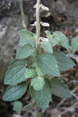 Scutellaria rupestris \ Felsen-Helmkraut / Heartleaf Skullcap, GR Meteora 28.8.2007