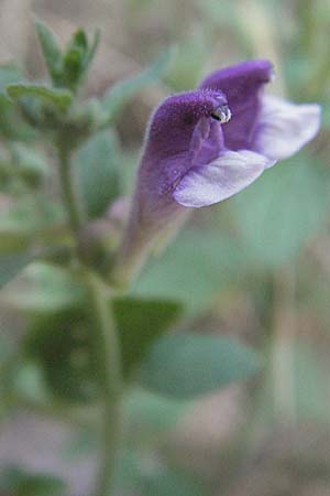 Scutellaria rupestris \ Felsen-Helmkraut / Heartleaf Skullcap, GR Meteora 28.8.2007