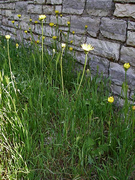 Scorzonera cana \ Jacquins Schwarzwurzel, Graue Schwarzwurzel / Jacquin's Viper's Grass, GR Zagoria, Monodendri 16.5.2008