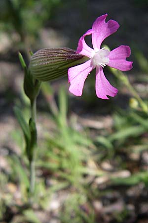 Silene conica \ Kegel-Leimkraut, GR Aoos - Schlucht 16.5.2008