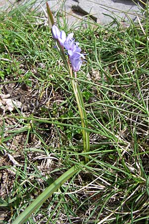 Scilla reuteri or subnivalis \ Ostmediterraner Blaustern / East-Mediterranean Squill, GR Timfi 17.5.2008