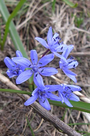 Scilla reuteri or subnivalis \ Ostmediterraner Blaustern / East-Mediterranean Squill, GR Timfi 17.5.2008