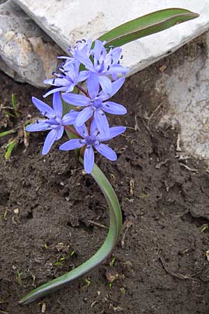 Scilla reuteri or subnivalis \ Ostmediterraner Blaustern / East-Mediterranean Squill, GR Timfi 17.5.2008