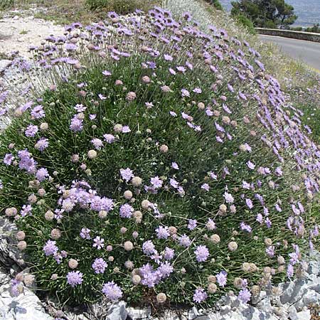 Scabiosa hymettia \ Hymettos-Skabiose / Hymettos Scabious, GR Parnitha 22.5.2008