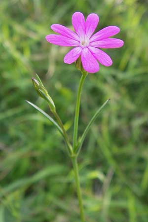 Silene cretica \ Kretisches Leimkraut / Cretan Campion, GR Peloponnes, Monemvasia 31.3.2013