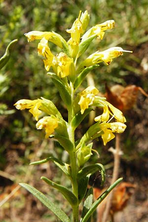 Odontites linkii \ Links Zahntrost, GR Parnitha 1.9.2014