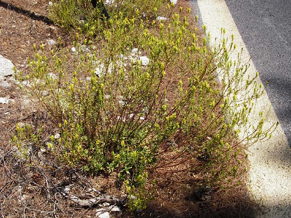 Odontites linkii \ Links Zahntrost / Link's Bartsia, GR Parnitha 1.9.2014