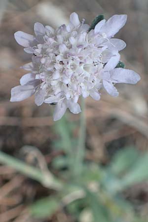 Scabiosa atropurpurea / Sweet Scabious, GR Euboea (Evia), Agdines 27.8.2017