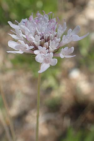 Scabiosa atropurpurea \ Samt-Skabiose / Sweet Scabious, GR Euboea (Evia), Agdines 27.8.2017