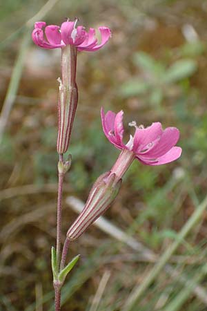 Silene colorata \ Farbiges Leimkraut, GR Athen, Mount Egaleo 10.4.2019