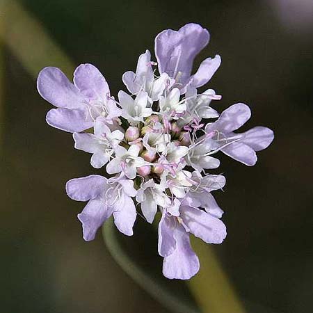 Scabiosa atropurpurea \ Samt-Skabiose / Sweet Scabious, GR Korinth/Corinth 16.10.2014 (Photo: Gisela Nikolopoulou)