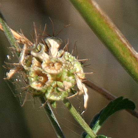 Scabiosa atropurpurea / Sweet Scabious, GR Corinth 16.10.2014 (Photo: Gisela Nikolopoulou)