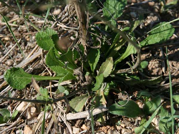 Scabiosa atropurpurea \ Samt-Skabiose / Sweet Scabious, GR Korinth/Corinth 16.10.2014 (Photo: Gisela Nikolopoulou)