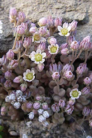 Sedum dasyphyllum \ Dickblttriger Mauerpfeffer / Corsian Stonecrop, GR Konitsa 16.5.2008