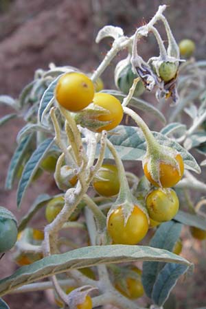Solanum elaeagnifolium / Silverleaf Nightshade, Horse Nettle, GR Athen 4.9.2014