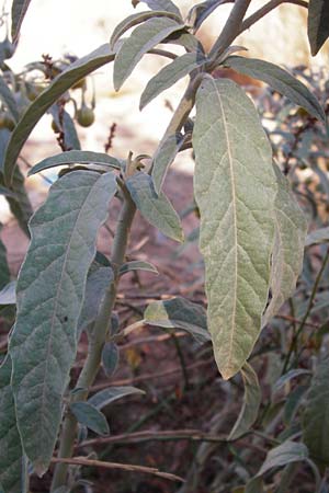 Solanum elaeagnifolium \ lweidenblttriger Nachtschatten / Silverleaf Nightshade, Horse Nettle, GR Athen 4.9.2014