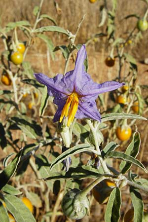 Solanum elaeagnifolium \ lweidenblttriger Nachtschatten / Silverleaf Nightshade, Horse Nettle, GR Athen 4.9.2014