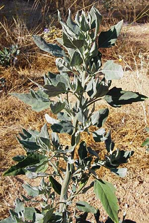 Chenopodium ficifolium \ Feigenblttriger Gnsefu / Fig-Leaved Goosefoot, GR Athen 4.9.2014