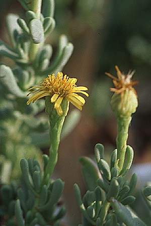 Limbarda crithmoides \ Salz-Alant / Golden Samphire, GR Amvrakikos Kolpos ( Golf/gulf ) 5.9.2007