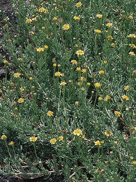 Inula crithmoides \ Salz-Alant, GR Amvrakikos Kolpos ( Golf ) 6.9.2007