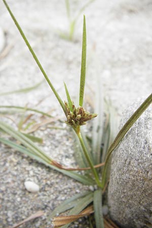 Cyperus rotundus \ Knolliges Zypergras, GR Euboea (Evia), Kalianou 29.8.2014