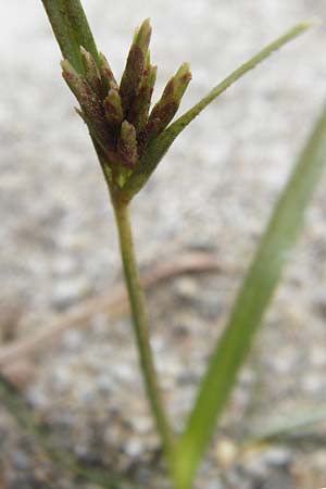 Cyperus rotundus \ Knolliges Zypergras, GR Euboea (Evia), Kalianou 29.8.2014