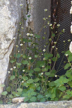 Saxifraga hederacea \ Efeublttriger Steinbrech / Ivy-Leaved Saxifrage, GR Hymettos 4.4.2013