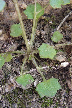 Saxifraga hederacea \ Efeublttriger Steinbrech / Ivy-Leaved Saxifrage, GR Hymettos 4.4.2013