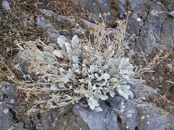 Pentanema verbascifolium subsp. methanaeum \ Methana-Alant / Methana Fleabane, GR Parnitha 1.9.2014