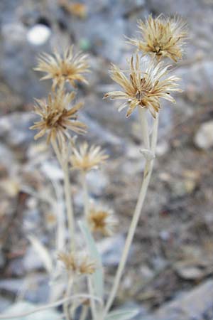 Pentanema verbascifolium subsp. methanaeum \ Methana-Alant / Methana Fleabane, GR Parnitha 1.9.2014