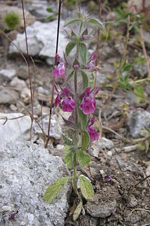 Sideritis purpurea \ Purpur-Gliedkraut, GR Igoumenitsa 13.5.2008