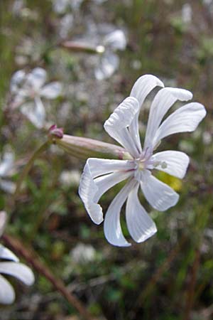 Silene graeca \ Griechisches Leimkraut / Greek Campion, GR Zagoria, Kalpaki 16.5.2008