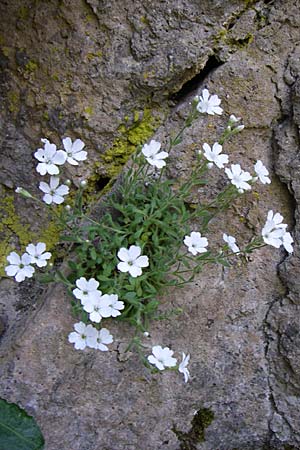 Silene rupestris \ Felsen-Leimkraut / Rock Campion, GR Aoos - Schlucht / Gorge 16.5.2008