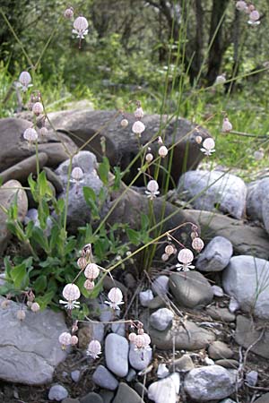 Silene fabarioides \ Bohnenhnliches Leimkraut / Bean-Like Campion, GR Zagoria, Kipi 18.5.2008