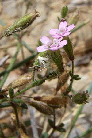 Silene sedoides \ Mauerpfeffer-Leimkraut / Hairy Catchfly, GR Porto Rafti 21.5.2008