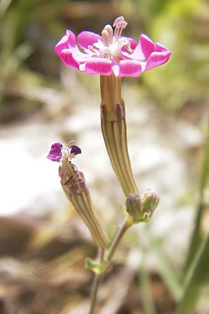 Silene colorata / Mediterranean Catchfly, GR Hymettos 2.4.2013