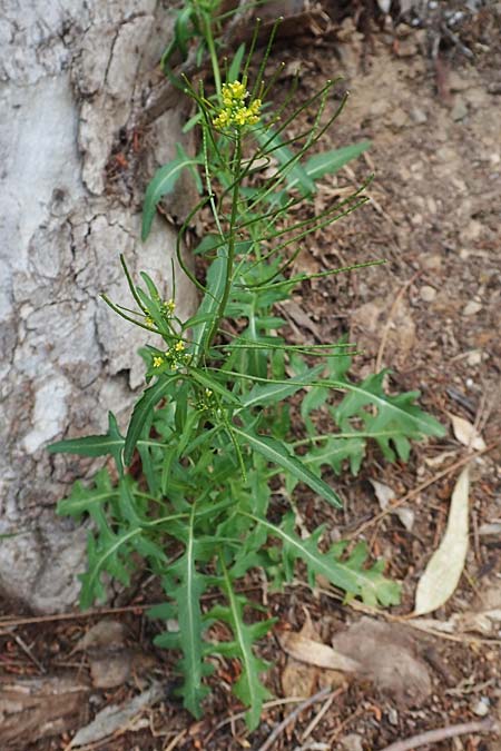 Sisymbrium irio \ Glanz-Rauke / London Rocket, GR Athen 10.4.2019