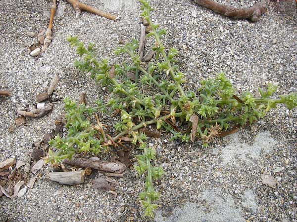 Salsola kali subsp. kali / Prickly Glasswort, GR Euboea (Evia), Kalianou 29.8.2014