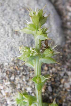 Salsola kali subsp. kali \ Kali-Salzkraut / Prickly Glasswort, GR Euboea (Evia), Kalianou 29.8.2014