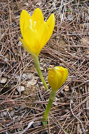 Sternbergia lutea \ Gelbe Sternbergie, Herbst-GoldbecherSternbergie, GR Athen 6.9.2014