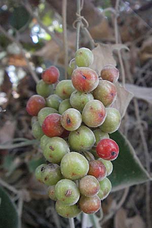 Smilax aspera \ Stechwinde, GR Parga 24.8.2007