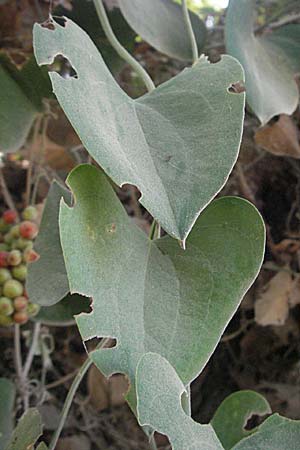 Smilax aspera \ Stechwinde / Rough Bindweed, GR Parga 24.8.2007