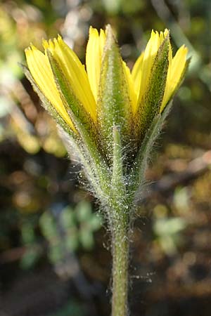 Scorzonera sublanata \ Schwach-Wollige Schwarzwurzel / Wooly Viper's Grass, GR Hymettos 23.3.2019