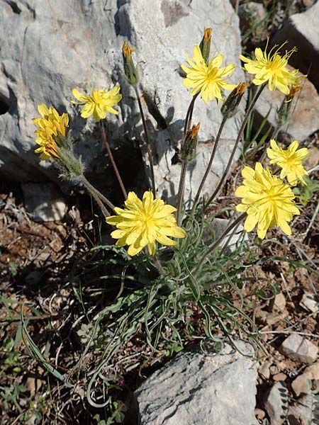 Scorzonera sublanata \ Schwach-Wollige Schwarzwurzel / Wooly Viper's Grass, GR Hymettos 23.3.2019