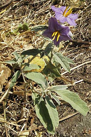 Solanum elaeagnifolium / Silverleaf Nightshade, Horse Nettle, GR Meteora 28.8.2007