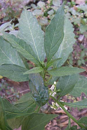 Solanum pseudocapsicum \ Korallen-Bumchen, Korallen-Kirsche, GR Athen 23.5.2008